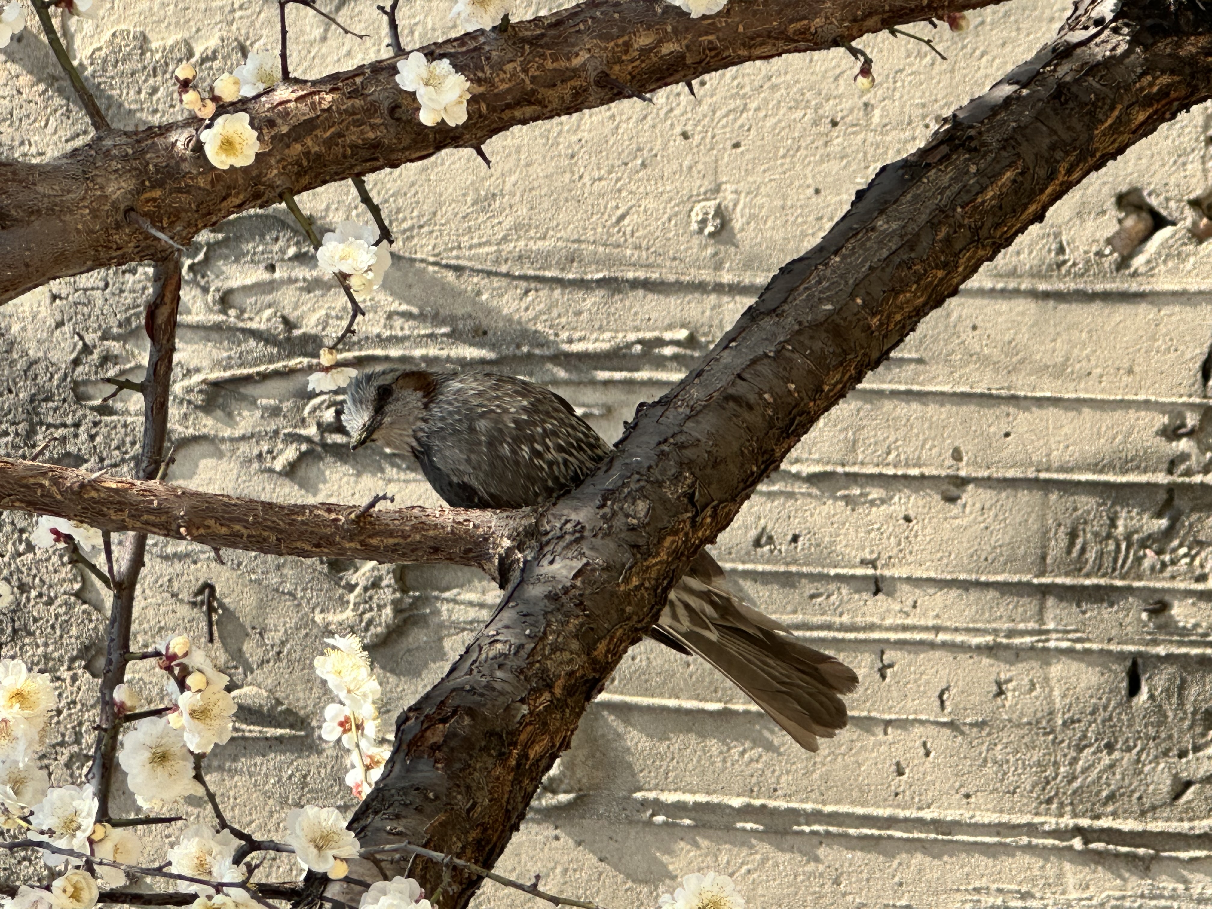 IMG_9522.jpeg